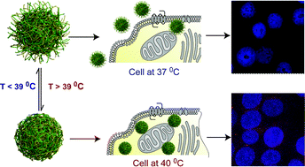 Graphical abstract: Enhanced uptake of nanoparticle drug carriers via a thermoresponsive shell enhances cytotoxicity in a cancer cell line