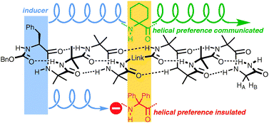 Graphical abstract: Chemical communication: conductors and insulators of screw-sense preference between helical oligo(aminoisobutyric acid) domains