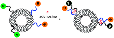 Graphical abstract: Biomimetic sensing based on chemically induced assembly of a signaling DNA aptamer on a fluid bilayer membrane