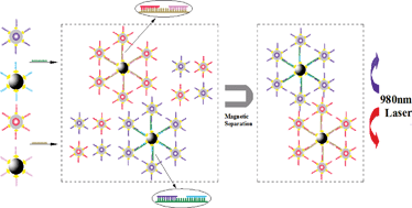 Graphical abstract: Simultaneous detection of enterovirus 71 and coxsackievirus A16 using dual-colour upconversion luminescent nanoparticles as labels