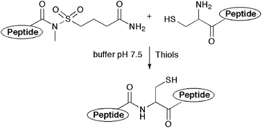 Graphical abstract: Simplifying native chemical ligation with an N-acylsulfonamide linker