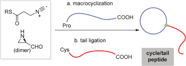 Graphical abstract: Thioester-isocyanides: versatile reagents for the synthesis of cycle–tail peptides