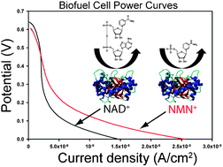 Graphical abstract: Enzymatic biofuel cells utilizing a biomimetic cofactor