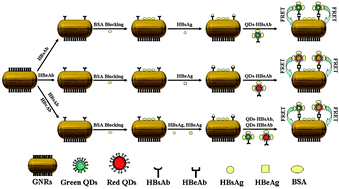 Graphical abstract: Multiple homogeneous immunoassays based on a quantum dots–gold nanorods FRET nanoplatform