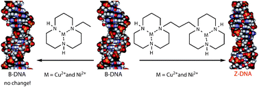 Graphical abstract: When two metal centres are needed instead of one: exclusive induction of Z-DNA by dinuclear metal complexes