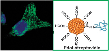 Graphical abstract: A compact and highly fluorescent orange-emitting polymer dot for specific subcellular imaging
