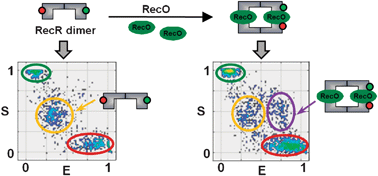 Graphical abstract: Direct characterization of protein oligomers and their quaternary structures by single-molecule FRET