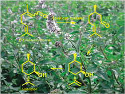 Graphical abstract: A dual catalyst system provides the shortest pathway for l-menthol synthesis