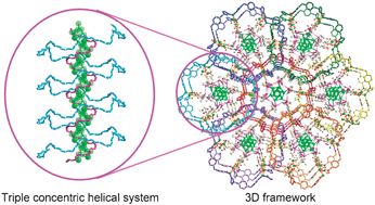 Graphical abstract: Hierarchical assembly of a homochiral triple concentric helical system in a novel 3D supramolecular metal–organic framework: synthesis, crystal structure, and SHG properties