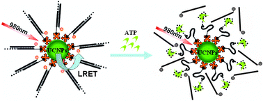 Graphical abstract: Aptamer optical biosensor without bio-breakage using upconversion nanoparticles as donors