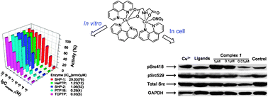 Graphical abstract: Potent and selective inhibition of T-cell protein tyrosine phosphatase (TCPTP) by a dinuclear copper(ii) complex