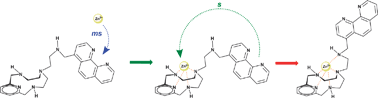 Graphical abstract: Kinetics of Zn2+ complexation by a ditopic phenanthroline-azamacrocyclic scorpiand-like receptor