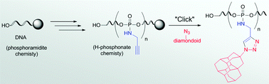 Graphical abstract: Site-specific incorporation of diamondoids on DNA using click chemistry