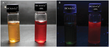 Graphical abstract: A novel NIR fluorescent turn-on sensor for the detection of pyrophosphate anion in complete water system