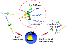 Graphical abstract: Visible light-responsive micelles formed from dialkoxyanthracene-containing block copolymers