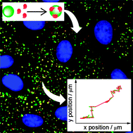 Graphical abstract: Nanoparticles act as protein carriers during cellular internalization