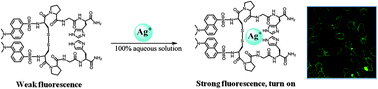 Graphical abstract: Highly sensitive turn-on detection of Ag+ in aqueous solution and live cells with a symmetric fluorescent peptide