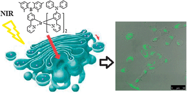 Graphical abstract: A strong two-photon induced phosphorescent Golgi-specific in vitro marker based on a heteroleptic iridium complex