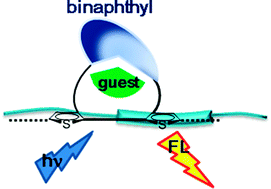 Graphical abstract: Chirality sensing by a fluorescent binaphthocrown ether–polythiophene conjugate