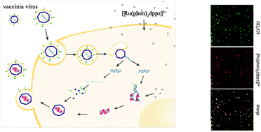 Graphical abstract: A new stable and reliable method for labeling nucleic acids of fully replicative viruses