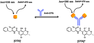 Graphical abstract: A label-free fluorescence immunoassay system for the sensitive detection of the mycotoxin, ochratoxin A