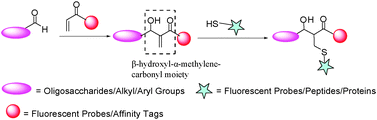 Graphical abstract: Multifunctional bioconjugation by Morita–Baylis–Hillman reaction in aqueous medium