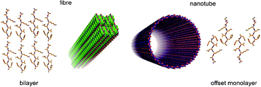 Graphical abstract: Fibrils and nanotubes assembled from a modified amyloid-β peptide fragment differ in the packing of the same β-sheet building blocks