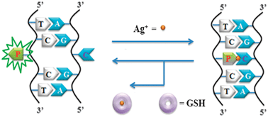 Graphical abstract: Mismatched pyrrolo-dC-modified duplex DNA as a novel probe for sensitive detection of silver ions