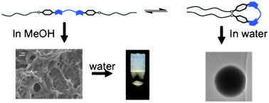 Graphical abstract: Interplay between hydrophilic and hydrophobic interactions in the self-assembly of a gemini amphiphilic pseudopeptide: from nano-spheres to hydrogels