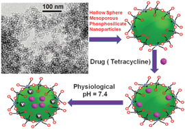 Graphical abstract: Hollow spherical mesoporous phosphosilicate nanoparticles as a delivery vehicle for an antibiotic drug