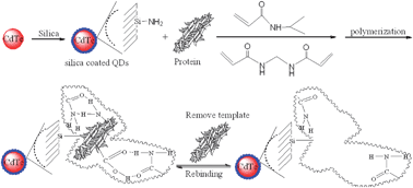 Graphical abstract: Thermo-sensitive imprinted polymer coating CdTe quantum dots for target protein specific recognition