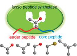 Graphical abstract: The role of a conserved threonine residue in the leader peptide of lasso peptide precursors
