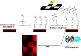 Graphical abstract: DNA microarrays on silicon surfaces through thiol-ene chemistry