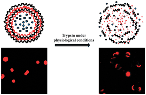 Graphical abstract: Biologically triggered exploding protein based microcapsules for drug delivery