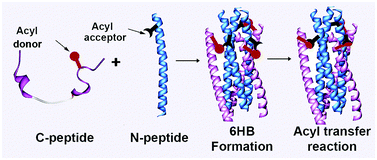 Graphical abstract: Inter-chain acyl transfer reaction in a peptide six-helical bundle: a chemical method for regulating the interaction between peptides or proteins