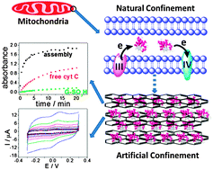 Graphical abstract: Greatly improved catalytic activity and direct electron transfer rate of cytochrome C due to the confinement effect in a layered self-assembly structure