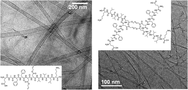 Graphical abstract: Fibrillisation of ring-closed amyloid peptides
