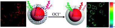 Graphical abstract: FRET spectral unmixing: a ratiometric fluorescent nanoprobe for hypochlorite