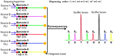 Graphical abstract: Pyrosequencing-based barcodes for a dye-free multiplex bioassay