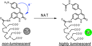 Graphical abstract: A long-lived luminescent probe to sensitively detect arylamine N-acetyltransferase (NAT) activity of cells