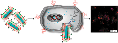 Graphical abstract: Coercing bisphosphonates to kill cancer cells with nanoscale coordination polymers