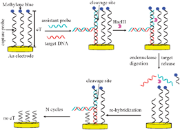 Graphical abstract: An electrochemical DNA biosensor based on the “Y” junction structure and restriction endonuclease-aided target recycling strategy