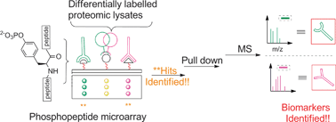 Graphical abstract: Comparative proteomic profiling of mammalian cell lysates using phosphopeptide microarrays