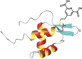 Graphical abstract: Thiol–ene reaction: a versatile tool in site-specific labelling of proteins with chemically inert tags for paramagnetic NMR