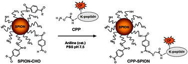 Graphical abstract: Efficient γ-amino-proline-derived cell penetrating peptide–superparamagnetic iron oxide nanoparticle conjugates via aniline-catalyzed oxime chemistry as bimodal imaging nanoagents