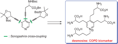 Graphical abstract: Total synthesis of COPD biomarker desmosine that crosslinks elastin