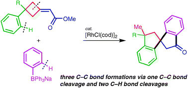 Graphical abstract: Double 1,4-rhodium migration cascade in rhodium-catalysed arylative ring-opening/spirocyclisation of (3-arylcyclobutylidene)acetates