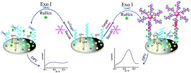 Graphical abstract: Background current reduction and biobarcode amplification for label-free, highly sensitive electrochemical detection of pathogenic DNA