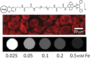 Graphical abstract: Magnetic Fe3O4 nanoparticles coupled with a fluorescent Eu complex for dual imaging applications