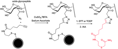 Graphical abstract: Disulfide- and terminal alkyne-functionalized magnetic silica particles for enrichment of azido glycopeptides